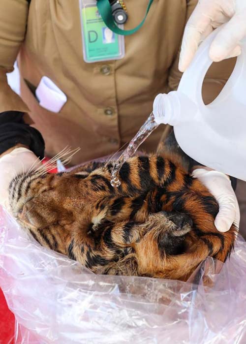 The Aceh Provincial Police MoEF Bust transactions of Body parts of Tiger (November 10, 2020)